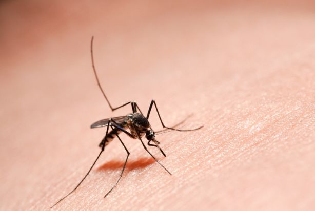 mosquito da dengue