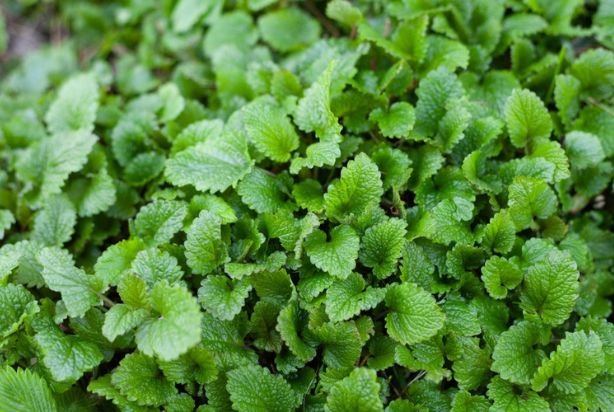 chá de erva-cidreira folha