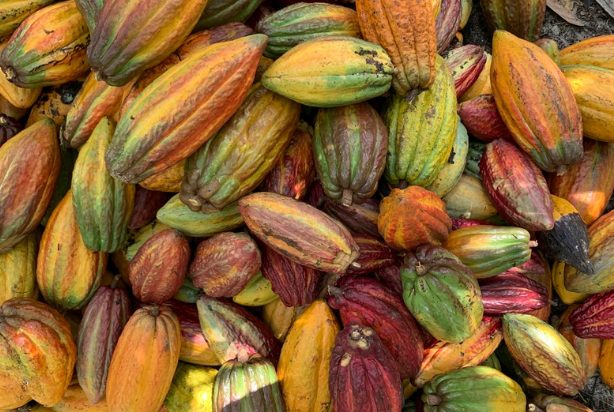Muito além do chocolate: descubra os benefícios do cacau