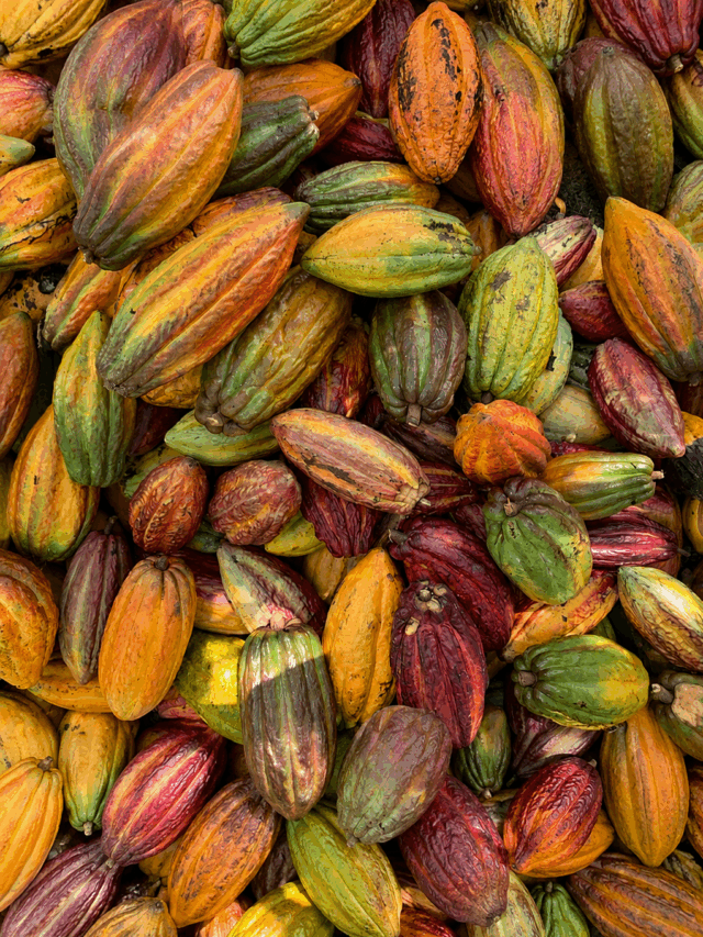 Benefícios do cacau: muito além do chocolate